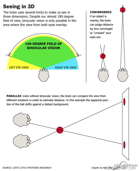 binocular convergence